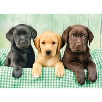 Three Labs puzzle 1000pcs